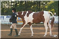 4H-Dsts-10_1492.jpg