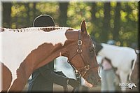4H-Dsts-10_1506.jpg