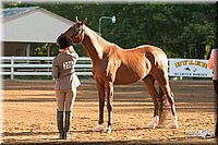 4H-Dsts-10_1516.jpg