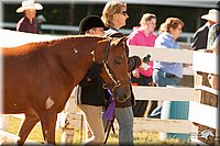 4H-Dsts-10_1648.jpg
