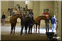 4H-State-2010_0129.jpg