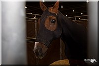 4H-State-2010_0812.jpg