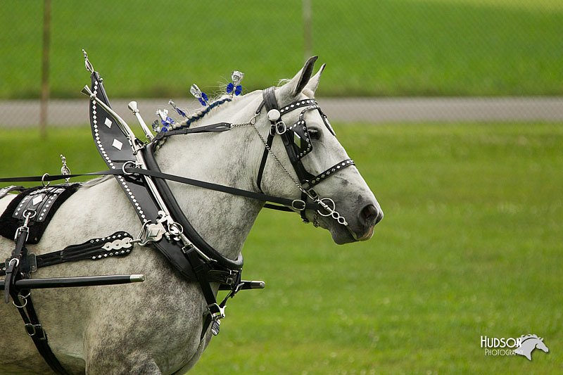 4H-1st-Show-11_0975.jpg