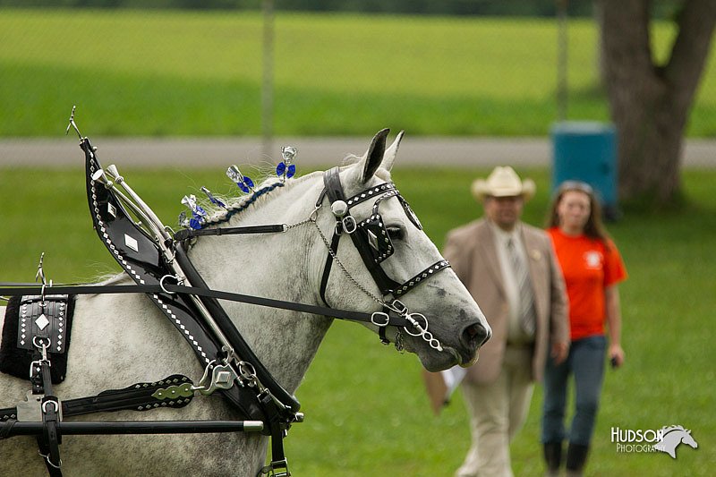 4H-1st-Show-11_0976.jpg