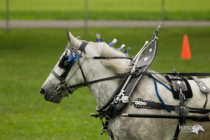 4H-1st-Show-11_0986.jpg