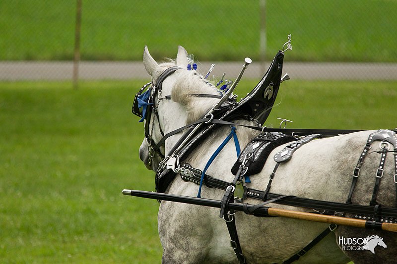 4H-1st-Show-11_0987.jpg