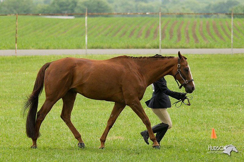 4H-1st-Show-11_0692.jpg