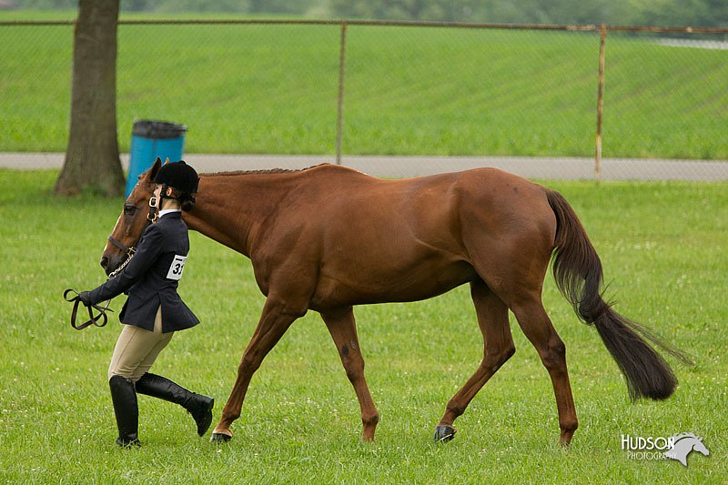 4H-1st-Show-11_0695.jpg