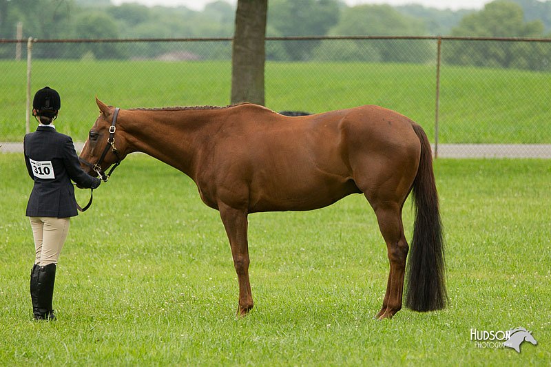 4H-1st-Show-11_0696.jpg