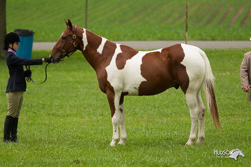 4H-1st-Show-11_0716.jpg