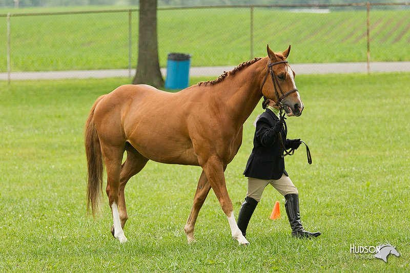 4H-1st-Show-11_0735.jpg