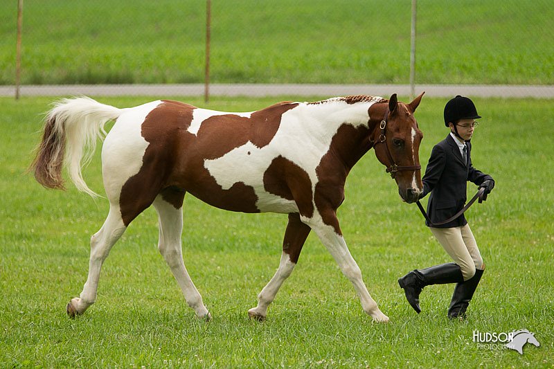 4H-1st-Show-11_0738.jpg