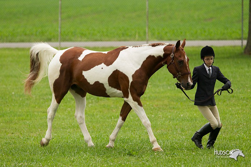 4H-1st-Show-11_0739.jpg