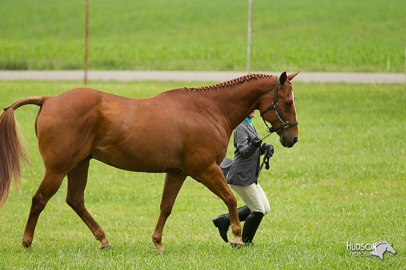 4H-1st-Show-11_0742.jpg