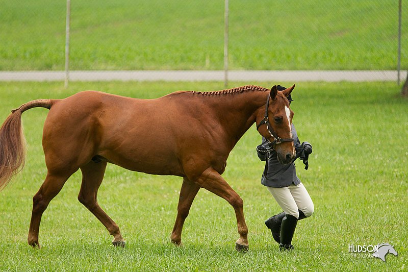 4H-1st-Show-11_0743.jpg