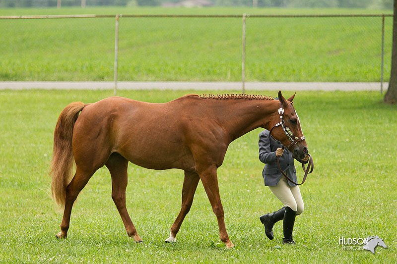 4H-1st-Show-11_0760.jpg