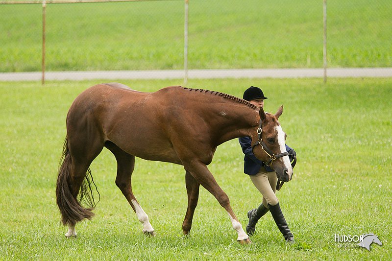 4H-1st-Show-11_0764.jpg