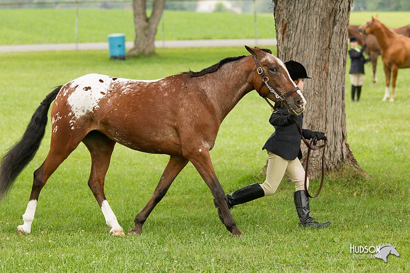 4H-1st-Show-11_0775.jpg