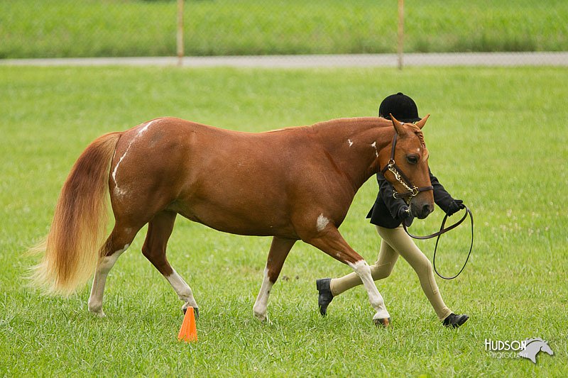 4H-1st-Show-11_0776.jpg