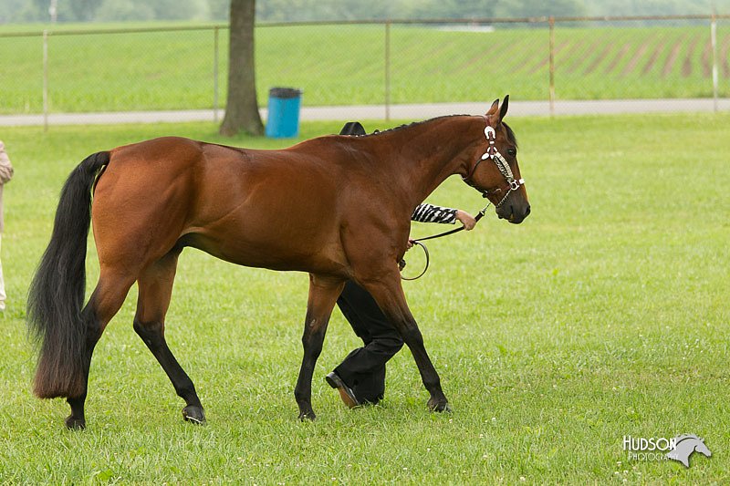 4H-1st-Show-11_0796.jpg