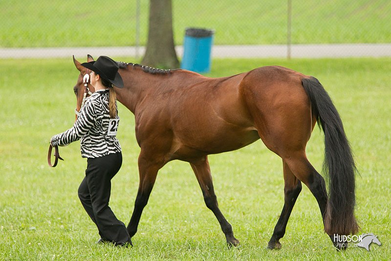 4H-1st-Show-11_0797.jpg