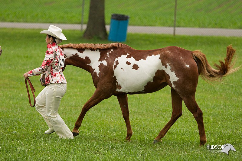 4H-1st-Show-11_0804.jpg