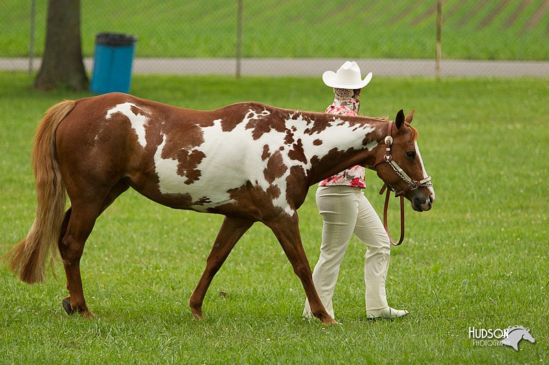 4H-1st-Show-11_0807.jpg