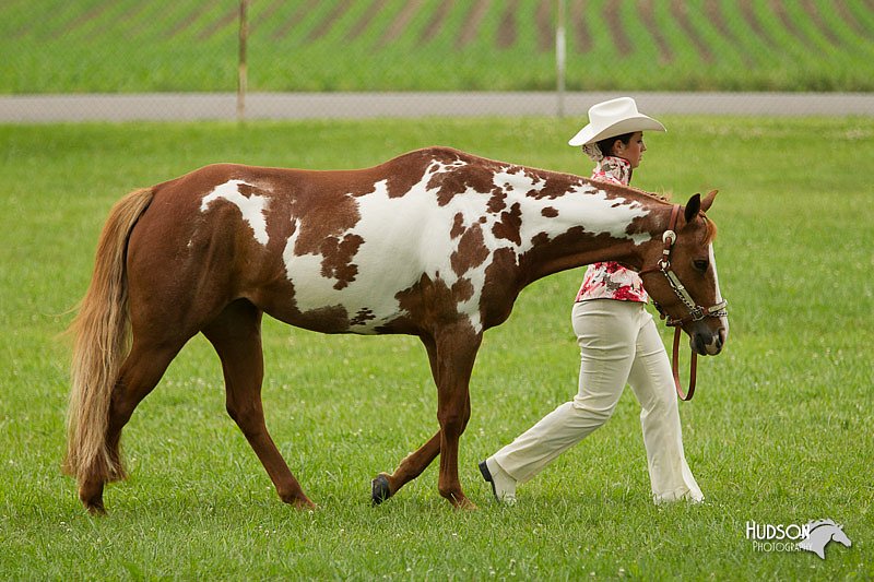 4H-1st-Show-11_0808.jpg