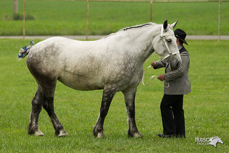 4H-1st-Show-11_0812.jpg