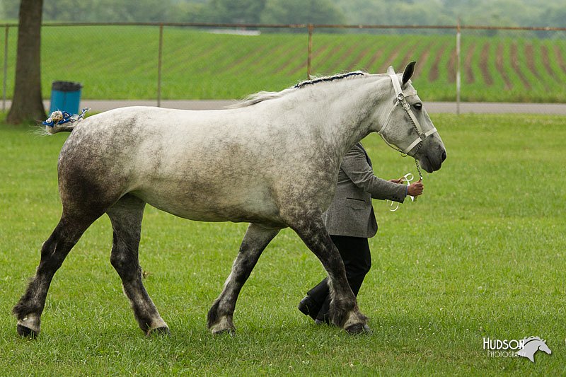 4H-1st-Show-11_0813.jpg