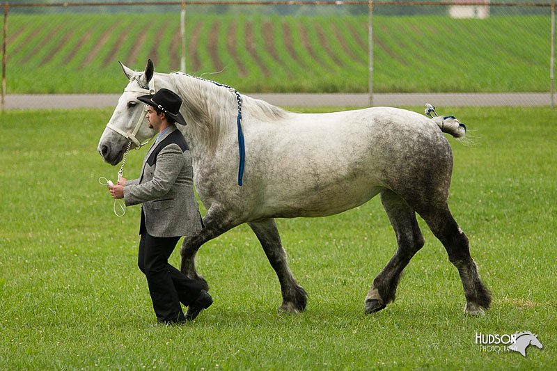 4H-1st-Show-11_0814.jpg