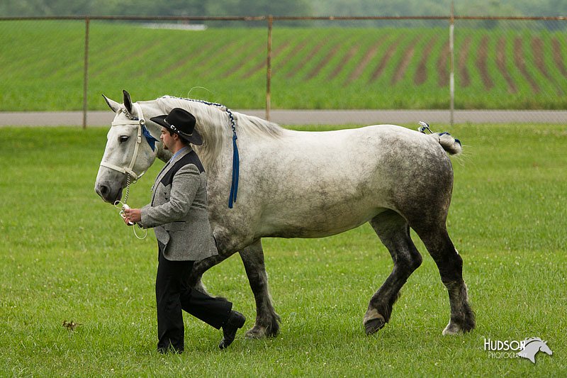4H-1st-Show-11_0815.jpg
