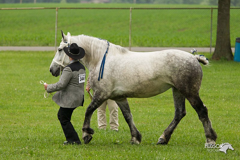 4H-1st-Show-11_0817.jpg