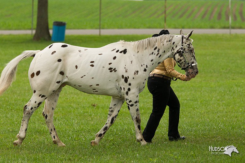 4H-1st-Show-11_0818.jpg