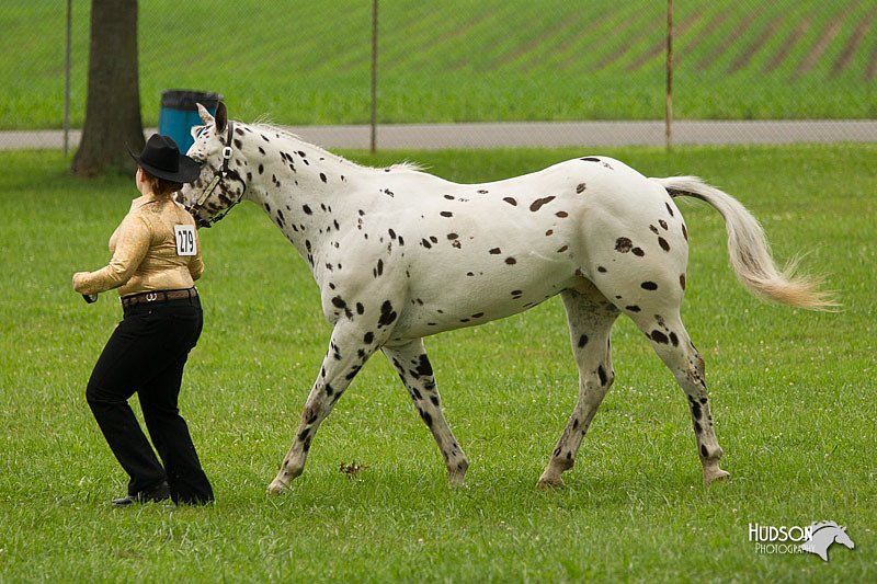 4H-1st-Show-11_0819.jpg