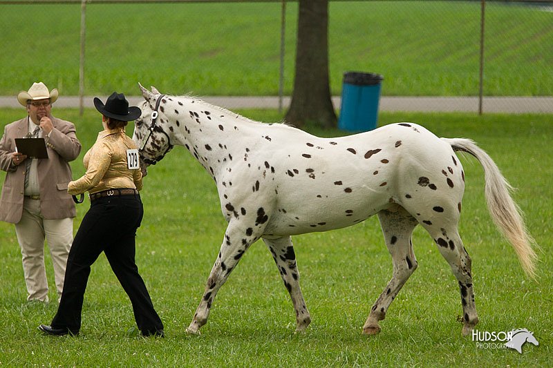 4H-1st-Show-11_0820.jpg