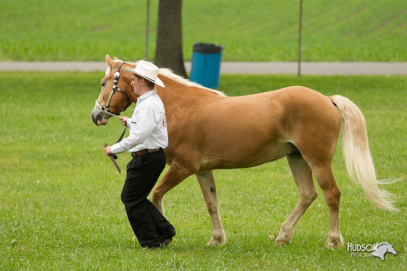 4H-1st-Show-11_0821.jpg