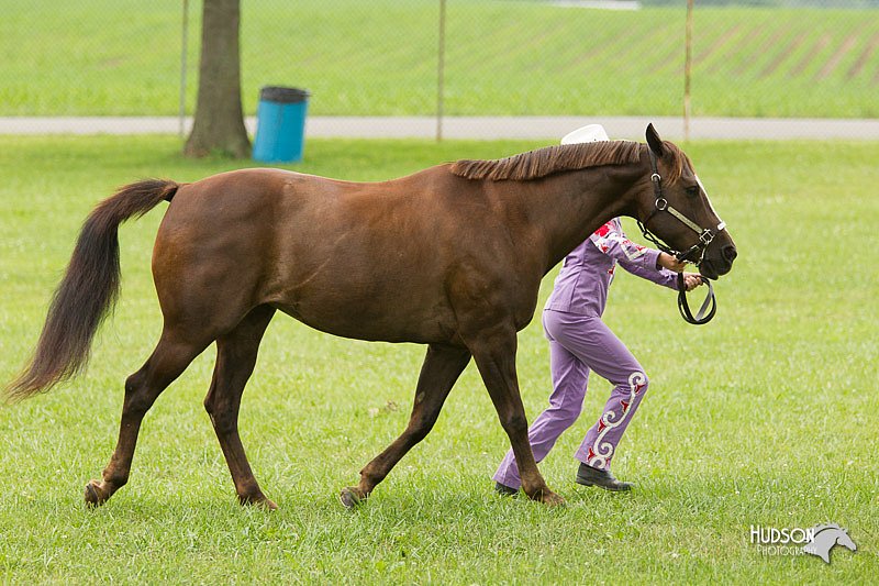 4H-1st-Show-11_0842.jpg