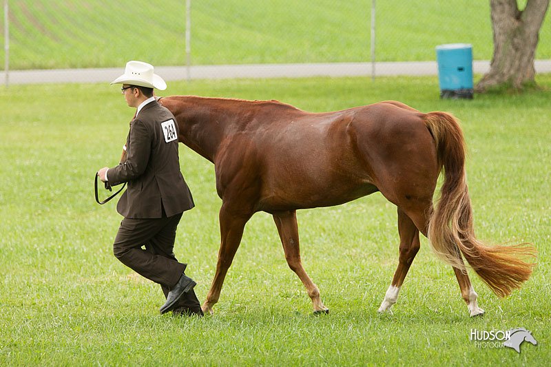 4H-1st-Show-11_0847.jpg