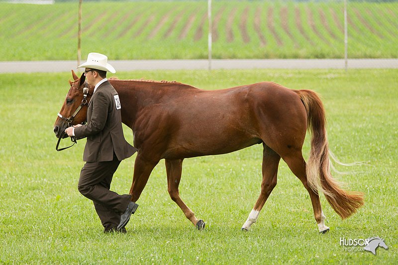 4H-1st-Show-11_0848.jpg