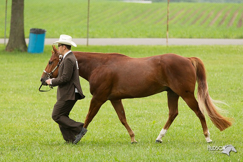 4H-1st-Show-11_0849.jpg