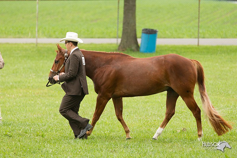 4H-1st-Show-11_0850.jpg