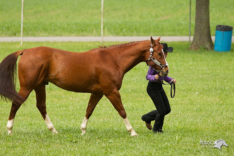 4H-1st-Show-11_0893.jpg