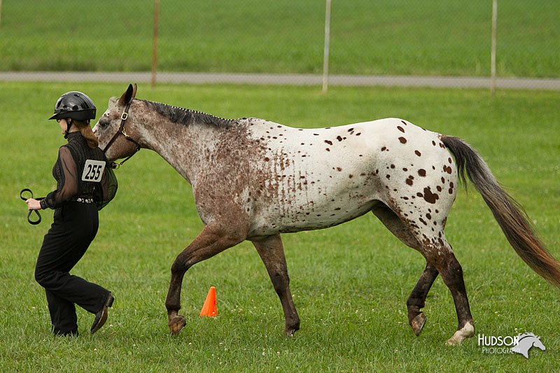 4H-1st-Show-11_0924.jpg