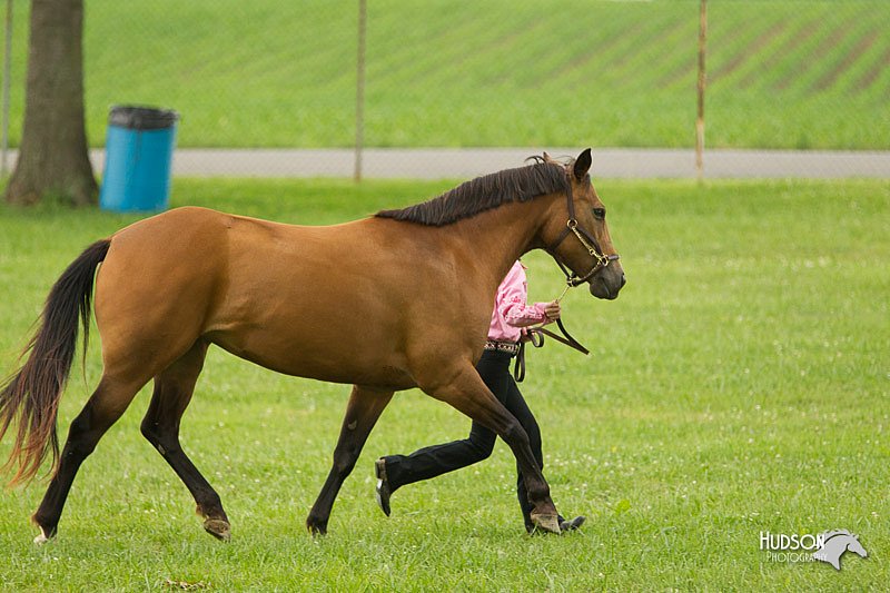 4H-1st-Show-11_0951.jpg