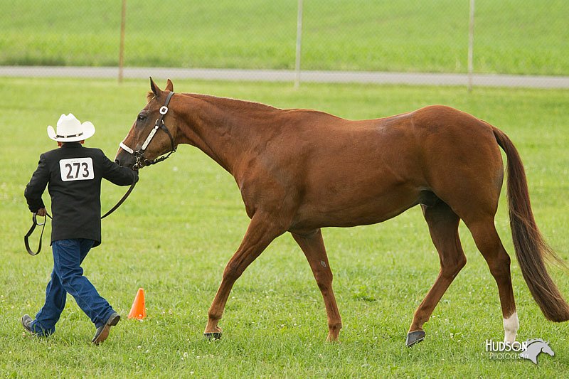 4H-1st-Show-11_0963.jpg