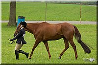 4H-1st-Show-11_0695.jpg