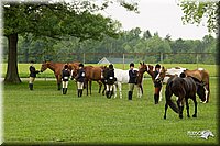 4H-1st-Show-11_0731.jpg
