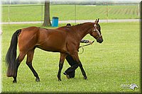 4H-1st-Show-11_0796.jpg