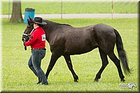 4H-1st-Show-11_0826.jpg